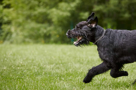 Dog running in grass. Black Giant Schnauzer sprinting on meadow during summer day.の写真素材