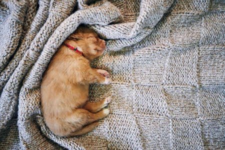 Cute dog sleeping on blanket. Purebred puppy of Nova Scotia Duck Tolling Retriever.の写真素材