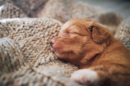 Cute dog sleeping on blanket at home. Purebred puppy of Nova Scotia Duck Tolling Retriever.の写真素材