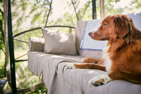 Cute dog on garden swing. Nova Scotia Duck Tolling Retriever resting in house garden during summer day.の写真素材