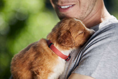 Man holding cute puppy. Nova Scotia Duck Tolling Retriever sleeping in arms of breeder.の写真素材