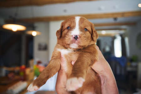 Pet owner holding cute puppy in hands in home kitchenDuck Tolling Retriever looking at camera.の写真素材