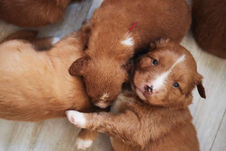 Group of cute puppies. Breeding of Nova Scotia Duck Tolling Retriever dog.の写真素材