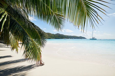 Palm leaves on beautiful white sand beach with turquoise sea. Anse Lazio in Seychelles.の写真素材