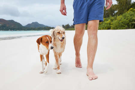 Low section of young man walking on white sand beach with cute dogs.の写真素材