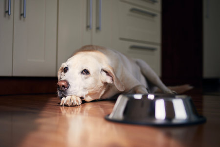 Dog with sad eyes waiting for feeding. Old labrador retriever lying near empty bowl in home kitchen.の写真素材