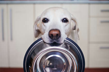 Cute labrador retriever is carrying dog bowl in his mouth. Hungry dog with sad eyes is waiting for feeding at home kitchen.の写真素材