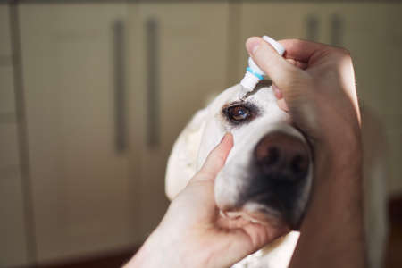 Senior dog with illness eye. Close-up view of person during applying eye drops for labrador retriever.の写真素材