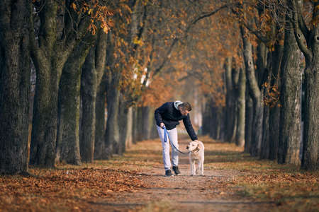 Man with dog during autumn day. Pet owner walking with labrador retriever through chestnut alley.の写真素材