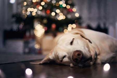 Festive evening at home. Cute dog sleeping on floor against illuminated Christmas tree with presents.の写真素材