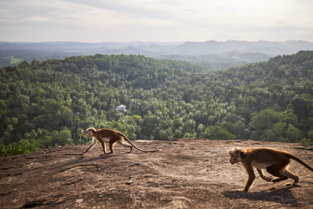 Two cute monkeys running together on a rock against landscape with tropical rainforest in Sri Lanka.