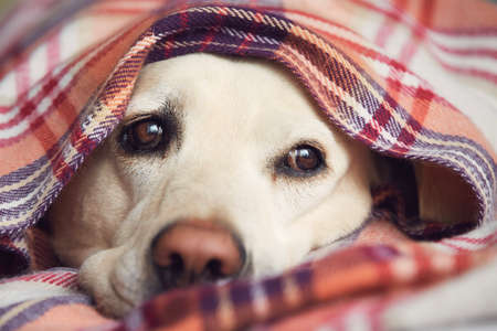 Cute portrait of labrador retriever. Dog covered in blanket waiting at home.の写真素材