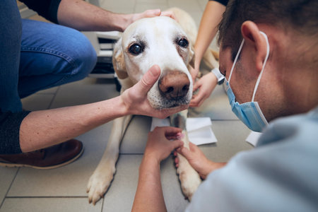 Old dog in animal hospital. Veterinarian examines sick dog before surgery.の写真素材