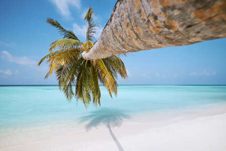 Palm tree on idyllic white sand beach. Turquoise color of sea in Maldives.の写真素材