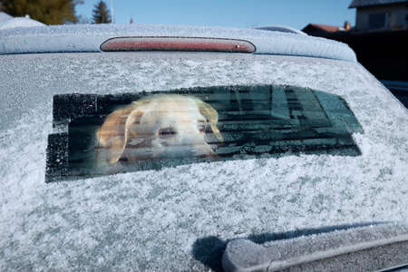 Winter road trip with dog. Labrador retriever looking through window of car during frosty day.の写真素材