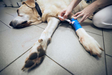 Veterinarian during dog treatment. Old labrador retriever in animal hospital.の写真素材