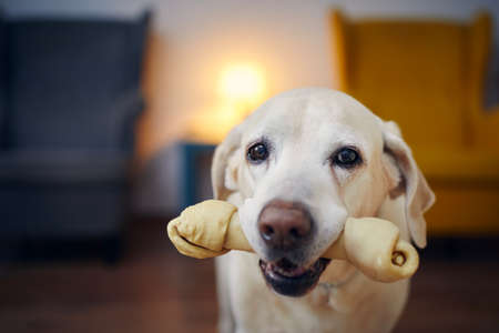 Candid look of happy dog with chewing bone in mouth. Portrait of old labrador retriever at home.の写真素材