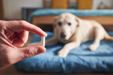 Man is holding in hand pill for ill dog. Pet owner giving medicine to his old labrador retriever.の写真素材