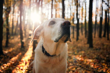 Portrait of dog in autumn forest. Old labrador retriever looking up during beautiful sunrise.の写真素材