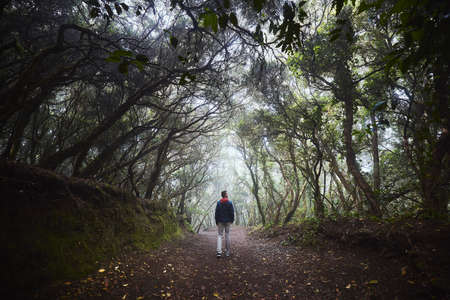 Rear view of man on footpath in laurel forest. Anaga national park in mysterious fog. Tenerife, Spain.の写真素材