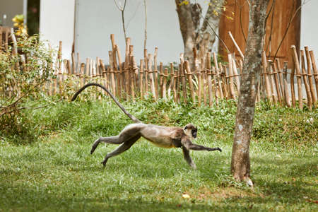 Fast running monkey in grass. Langur in motion against house in village in Sri Lanka.の写真素材