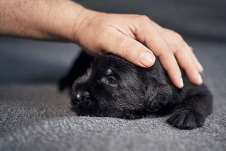 Large hand of pet owner stroking small dog. Cute puppy of Black Giant Schnauzer lying on sofa.