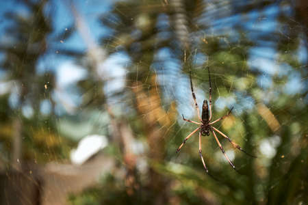 Close-up of large spider on web against tropical trees in Seychelles.の写真素材