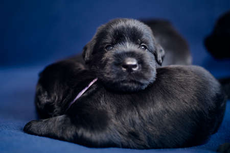 Portrait of cheerful puppy of Black Giant Schnauzer. Group of cute dogs lying on sofa.の写真素材
