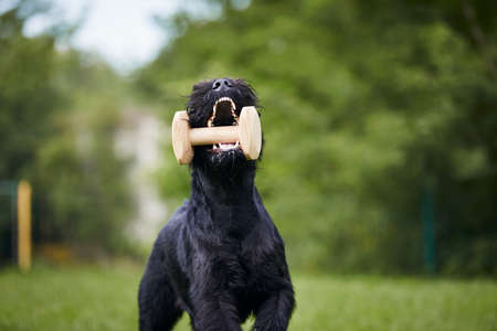 Happy dog running with wooden toy in mouth. Training of Black Giant Schnauzer on meadow.