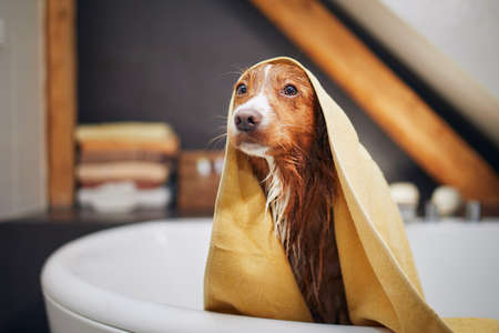 Wet dog after shower wrapped in towel in bathroom. Bathing of Nova Scotia Duck Tolling Retriever.の写真素材