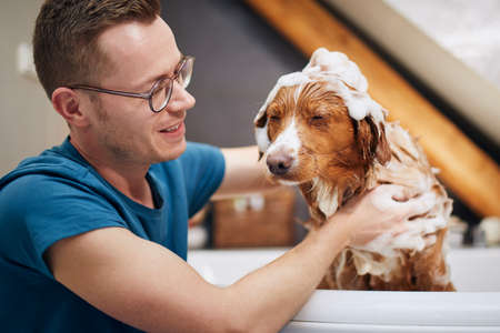 Dog taking bath at home. Bathing of Nova Scotia Duck Tolling Retriever.の写真素材