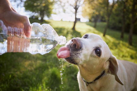 Dog drinking water from plastic bottle. Pet owner takes care of his labrador retriever during hot sunny day.の写真素材