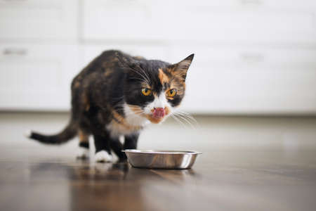 Domestic life with pet. Cute brown cat eating from metal bowl at home.の写真素材