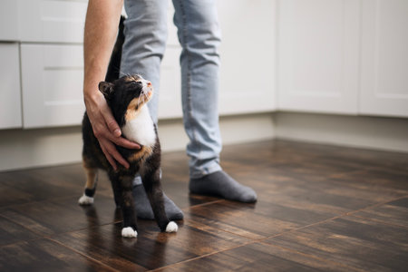 Domestic life with pet. Man stroking his cute mottled cat at homeの写真素材