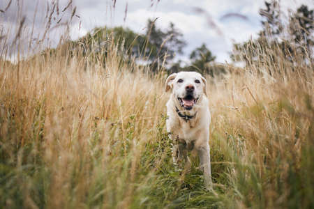 Portrait of cute dog in high grass. Old labrador retriever walking on medow.の写真素材