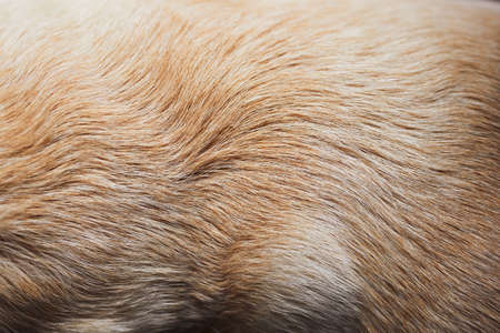 Close-up of dog fur. Animal hair of old yellow labrador retriever.の写真素材