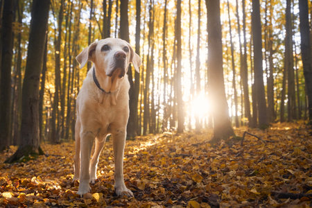 Portrait of old dog in fallen leaves. Labrador retriver during walk in autumn forest.の写真素材