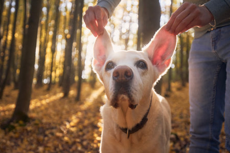 Man raising ears his dog. Funny portrait of old labrador retriver in autumn forest.の写真素材