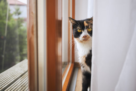 Curious tabby cat sitting behind curtain on window sill and looking at camera.の写真素材