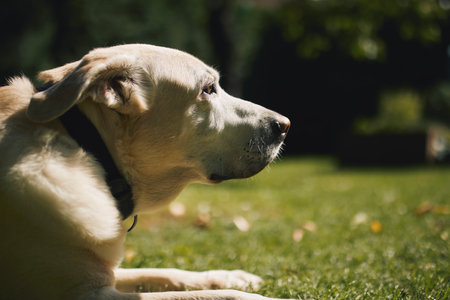 Loyal old dog waiting on back yard. Portrait of senior labrador retriver lying in grass.