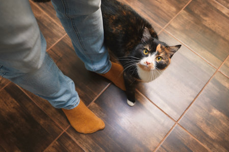 Domestic life with pet. Playful cat welcome his owner at home.の写真素材