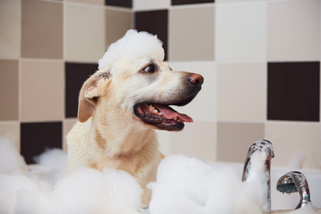 Happy dog taking bath at domestic bathroom. Funny labrador retriever with foam soap on head.の写真素材