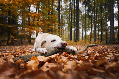 Playful dog in forest. Cute labrador retriever biting stick during autumn day.の写真素材