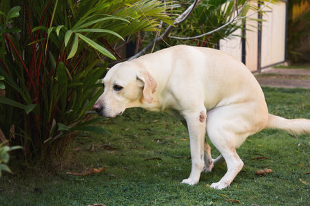 Labrador retriever during pooing on grass. Dog feces in public park.の写真素材