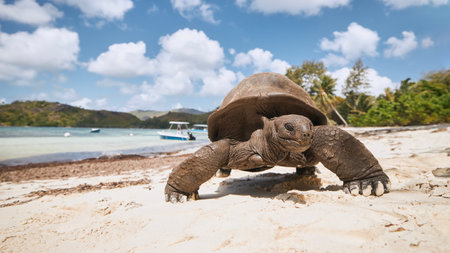 Aldabra giant tortoise on sand beach during sunny day. Close-up view of turtle in Seychelles.の写真素材