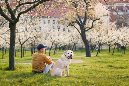 Man with dog sitting in blooming city park during spring day. Rear view of pet owner and his happy labrador retriver while looking at camera. Prague, Czech Republic.の写真素材