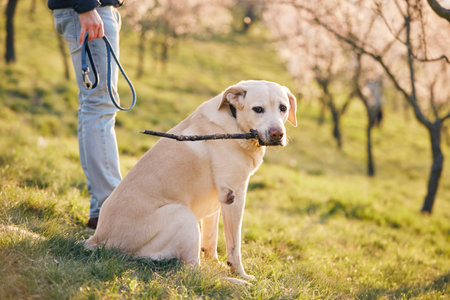 Man with dog in blooming public park during spring day. Pet owner holding leash in hand and his happy labrador retriver with stick while looking at camera.の写真素材