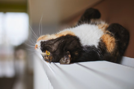 Domestic life with pet. Playful tabby cat lying on back on heater at home.の写真素材