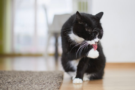 Domestic life with pet. Cute black cat is licking paw on floor at home.の写真素材