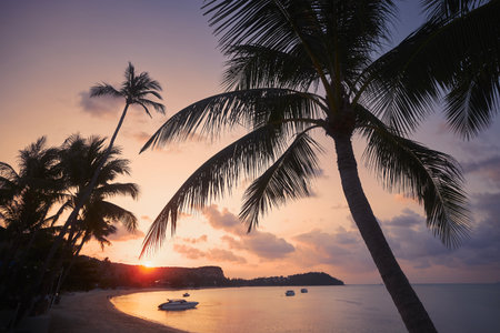Silhouette palm trees against long sand beach at beautiful sunset in Koh Samui, Thailand.の写真素材